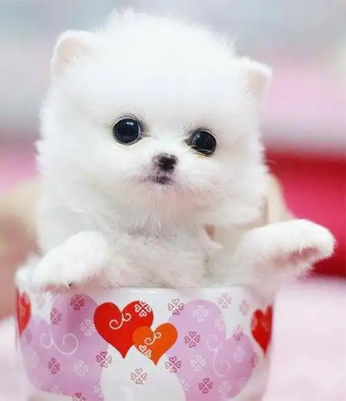 呆萌可爱的茶杯犬图片欣赏