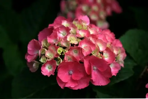 夏花冬赏——红色绣球花