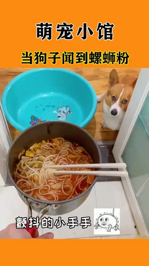 搞笑萌宠当狗子闻到螺蛳粉