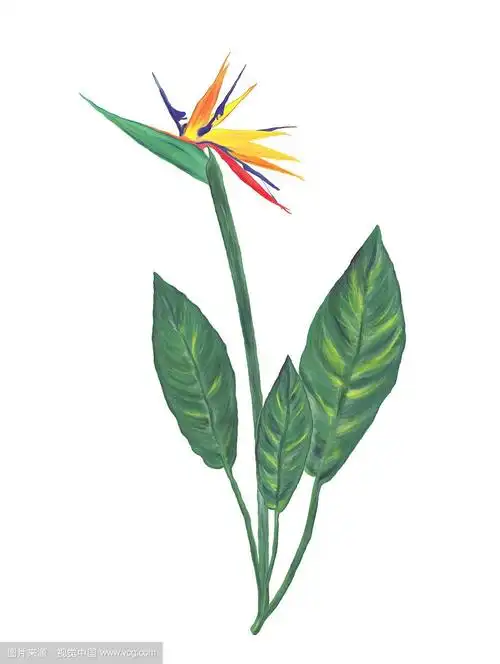 天堂鸟花水彩孤立在白色背景.天堂鸟花水彩画