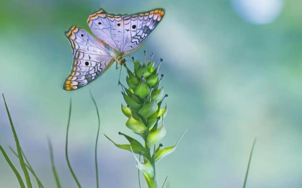彩色蝴蝶与花朵高清屏保电脑主题壁纸图片(二)