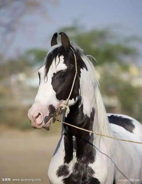 马瓦里马 (转载)-动物的心我懂-搜狐博客