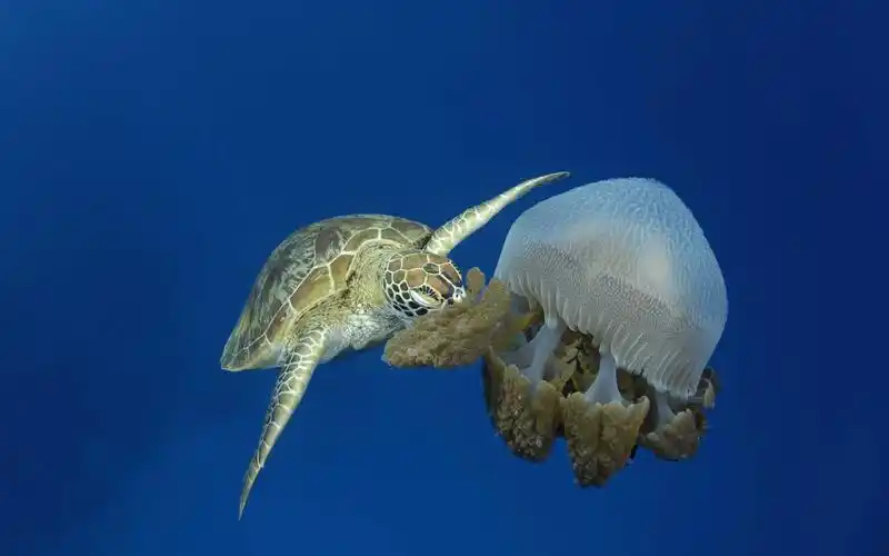 under the sea 3d 海底世界3d 高清壁纸 #40 - 1920x1200