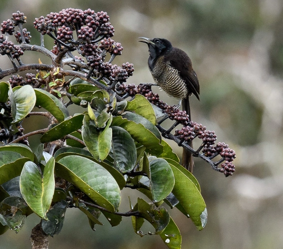 物种图册光彩长尾风鸟