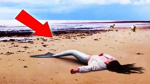 美人鱼原来另有身份,叫"海牛",看完有些不敢相信自己的眼睛!