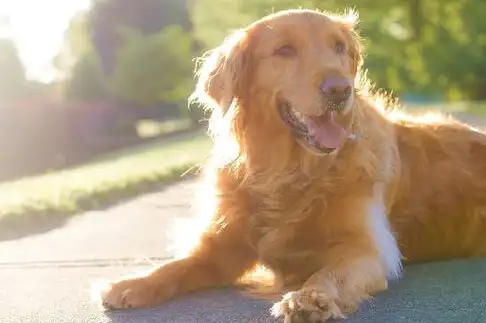 十大适合陪伴小孩子的狗狗!赶紧养一只吧