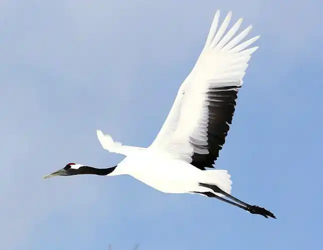 【转载】仙鹤之舞