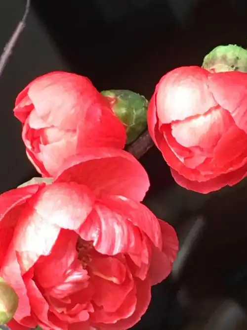 梅,雪和海棠2020年2月