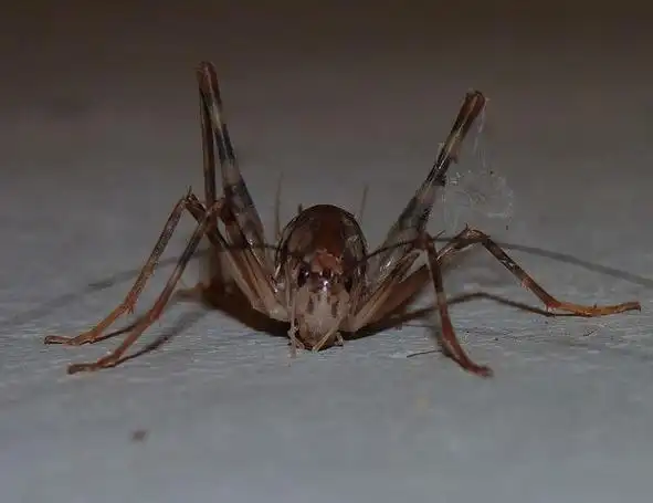 p>北美穴蟋螽(学名:ceuthophilus pallidus)触角超过体长,左,右上颚