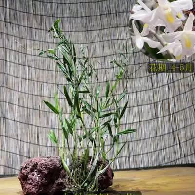 稀有石斛品种白色花干净优雅开花漂亮洋兰吊兰白鸽石斛稀有兰花