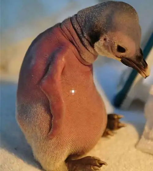 动物没毛了是什么样子的大猩猩这个让人害羞了