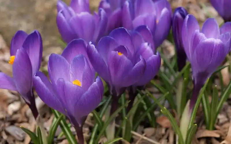 紫色番红花唯美小清新高清桌面壁纸