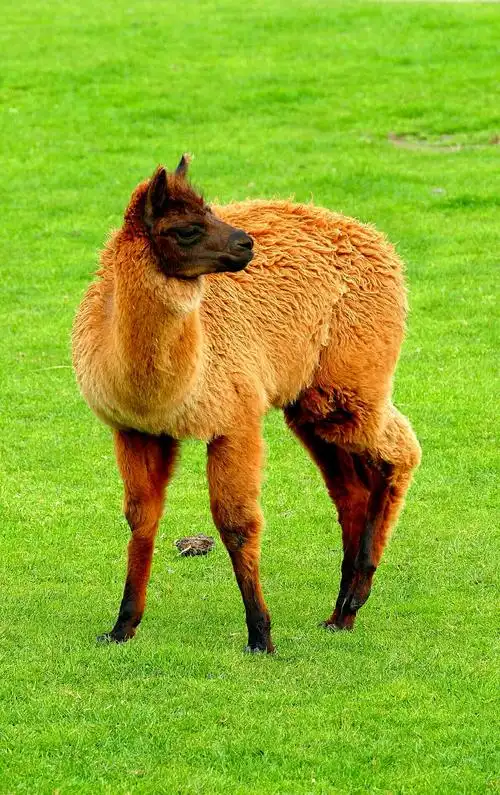 新西兰,澳大利亚行