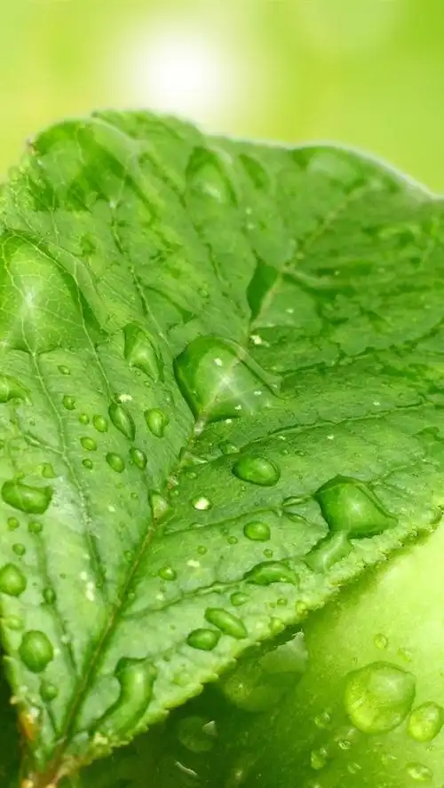 壁纸 绿叶和青苹果,水滴 2560x1600 hd 高清壁纸, 图片, 照片