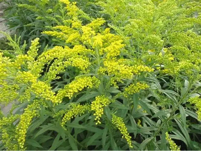 出售东北黄英花卉哪里有黄英东北黄英供应黄英基地黄英现在的价格