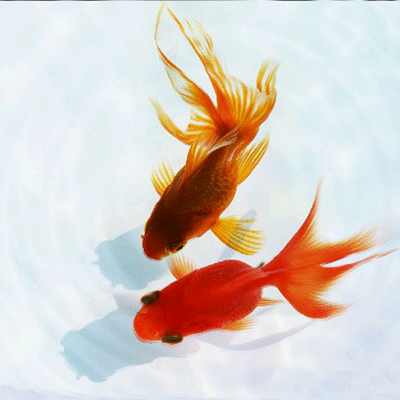 400_400gif 动态图 动图