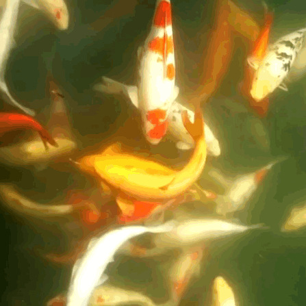 位于温水侯祠南侧的锦鲤观赏池,五颜六色的硕大锦鲤们,游来荡去,游客