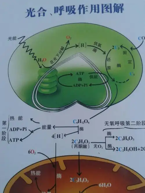 暗反应是发生在叶绿体基质上的吗?