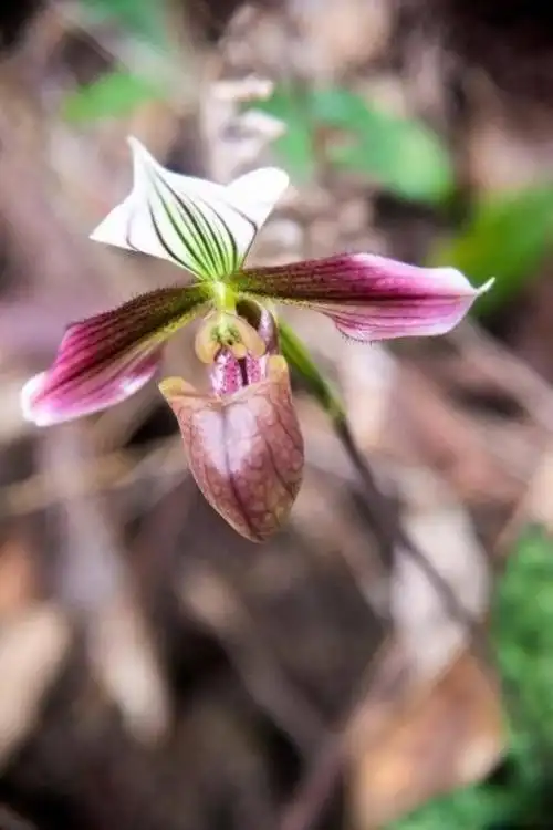 广东茂名发现国家i级保护野生植物紫纹兜兰