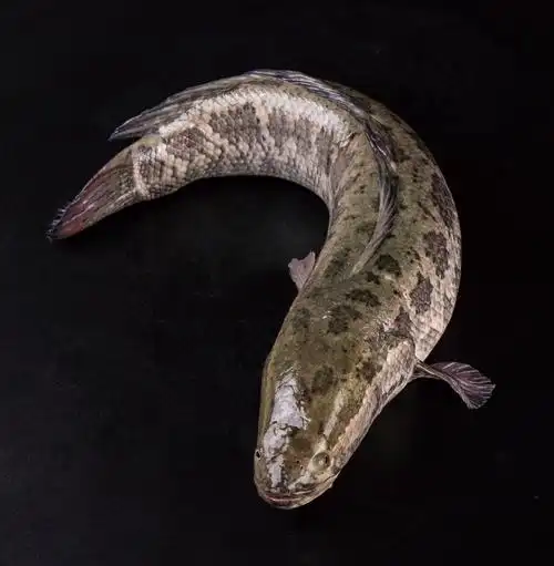 鳢科鱼哪种最大最凶猛