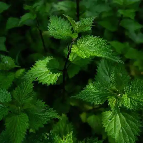 最好看的绿色微信头像,绿色芳香的薄荷带来好心情_绿色_薄荷_芳香
