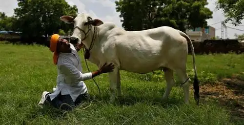 人不如牛毁灭性疫情下印度重灾区一邦仍积极扩建奶牛收容所