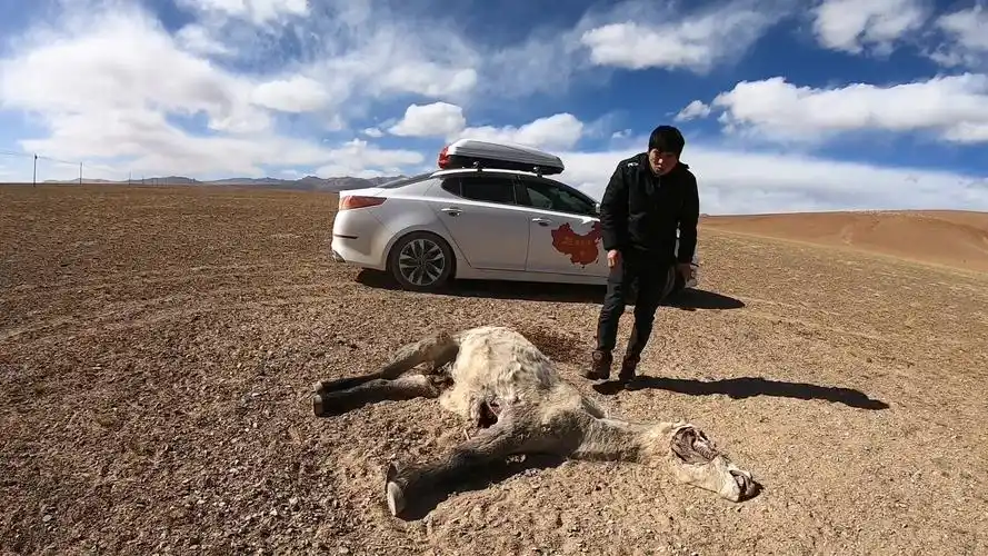 小多为了抄近路,穿越195公里无人区,一路全是被狼吃过动物!