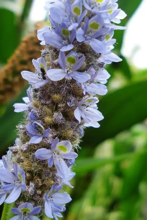 p>夏枯草(学名: i>prunella vulgaris  /i>l),别名:麦穗夏枯草,铁线
