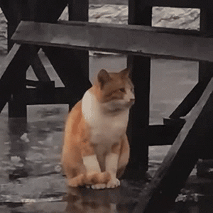 no198丨每日精选沙雕图片表情包