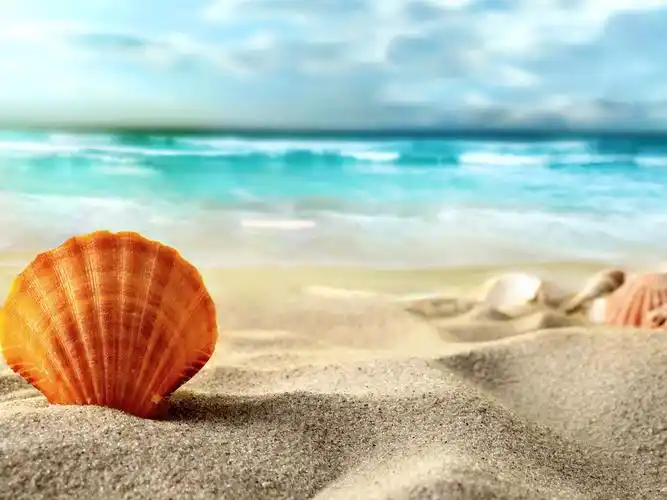 壳,海滩,沙子,海 壁纸 - 2560x1920