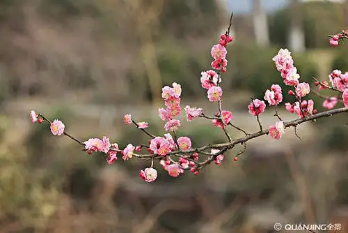 梅花图片_图片大全