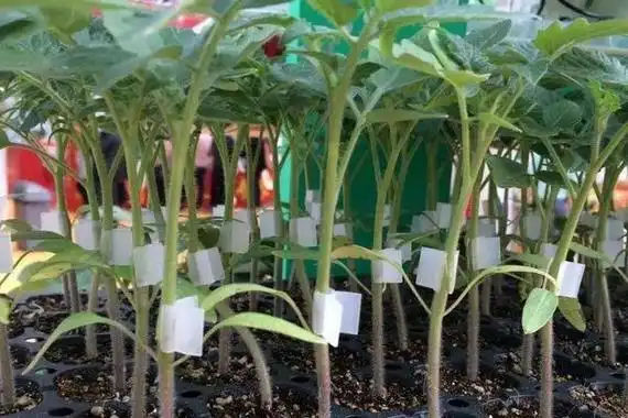 嫁接茄子技术附操作流程