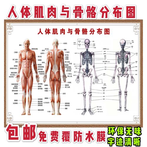 人体肌肉结构解剖 人体骨骼分布大挂图 人体器官解剖图示意图海报