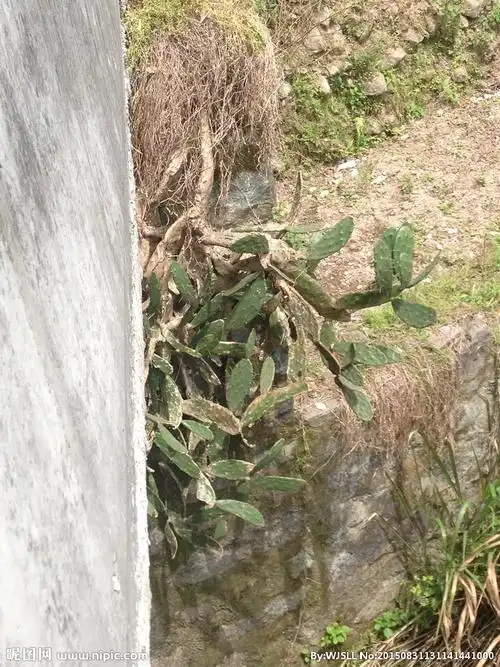 木质化仙人掌图片