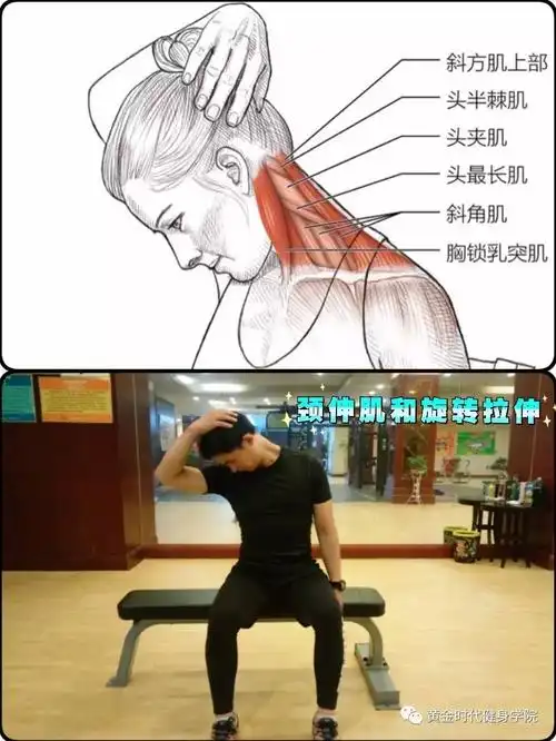 颈伸肌和旋转拉伸2人们紧张时常常会耸肩.