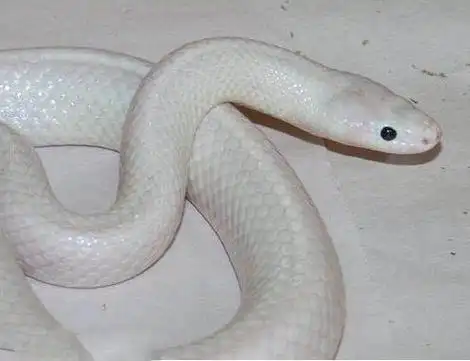 蛇类都让人害怕,这条全身白色的蛇能否打破你的观念?