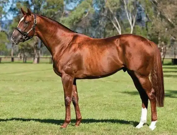 澳大利亚十大种公马之一 chc当红明星马"赛百灵"