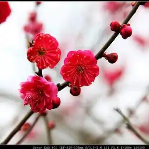 雪顶红梅(拒私聊)头像