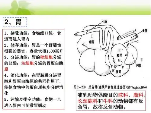 哺乳动物偶蹄目的驼科,鹿科, 长颈鹿科和牛科的动物都有反 刍胃,故称