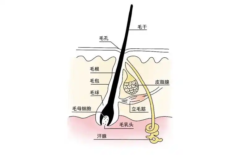 毛发生理结构图