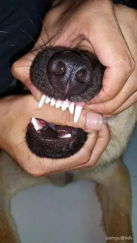 能不能强制拔除大型犬的犬齿?