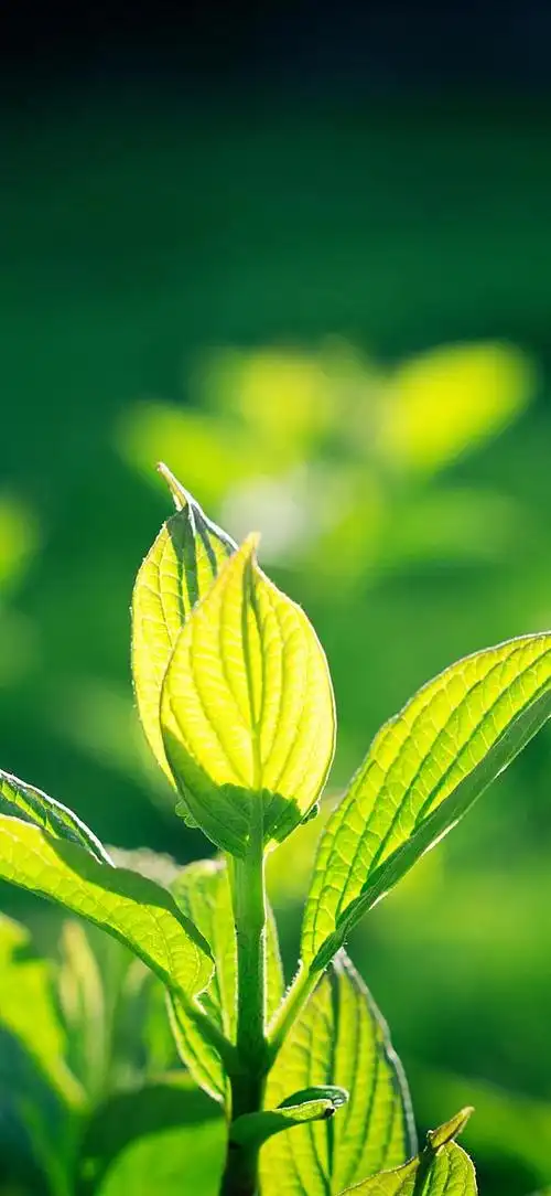 高清纯绿色护眼壁纸全屏(高清绿色护眼壁纸)(58)