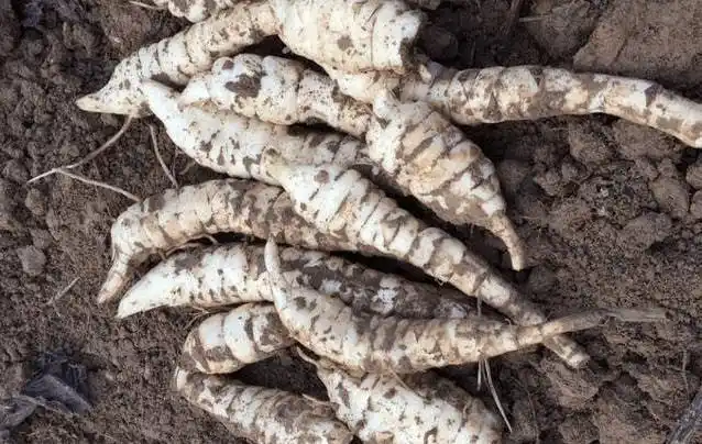 野生地笋的价格如何地笋可以人工种植吗怎么种