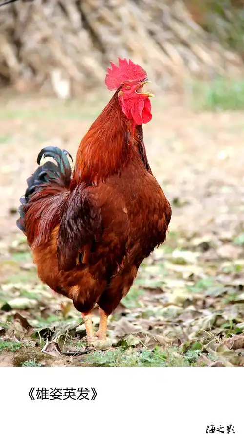 原图欣赏-太平洋摄影部落