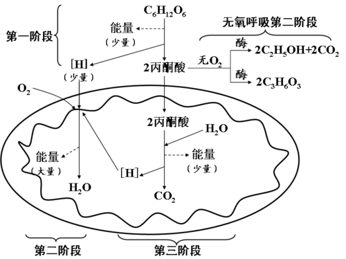 (2)用"并列比较法"理解有氧呼吸与无氧呼吸的区别和联系.