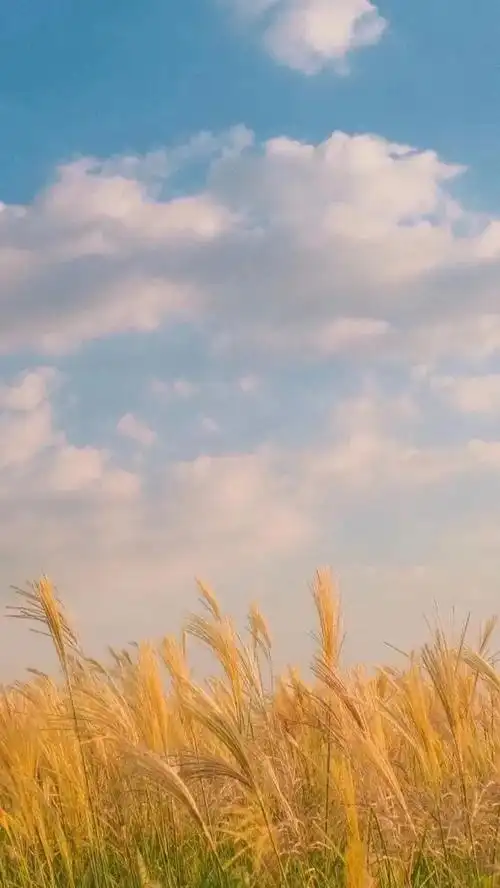 23 手机壁纸 | ins高级秋天治愈系风景 - 知乎