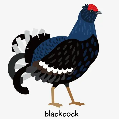红头黑鸡的矢量手绘