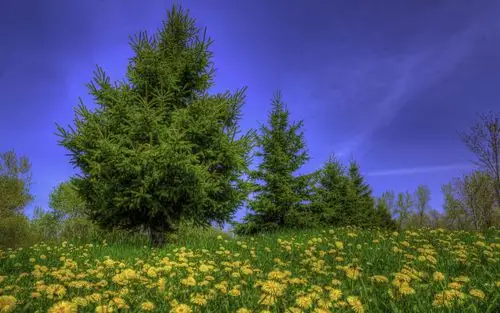 首页 自然与风景 森林和树木 树,草,野花,蓝蓝的天空 壁纸 / 1920x