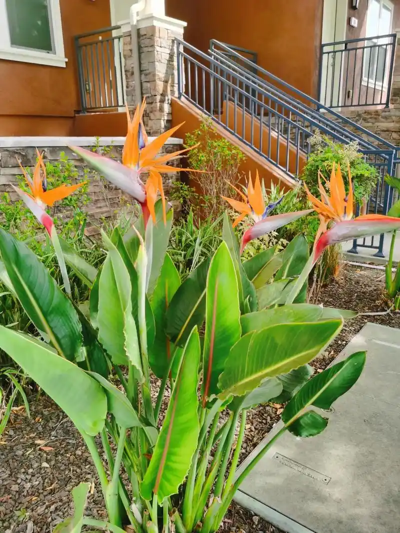 好看的花一定要分享给你 鹤望兰 鹤望兰又称天堂鸟或极乐鸟花 - 抖音