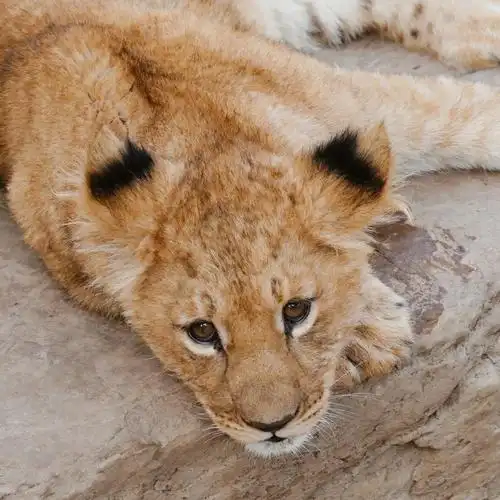 小狮子的儿童节